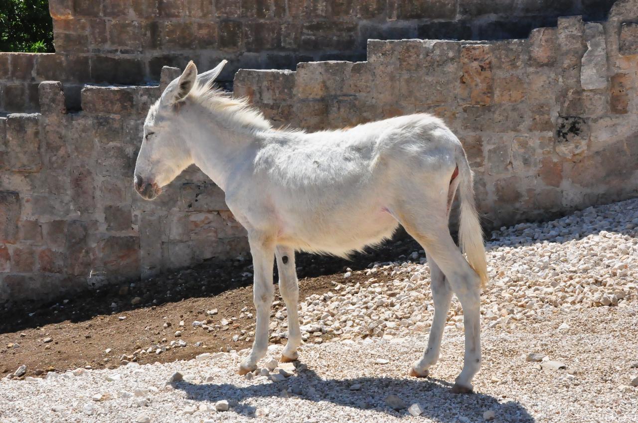 Masseria Le Terrazze Di Serranova Extérieur photo